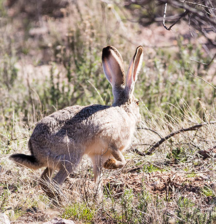 Black-tailed Jackrabbit Lepups californicus