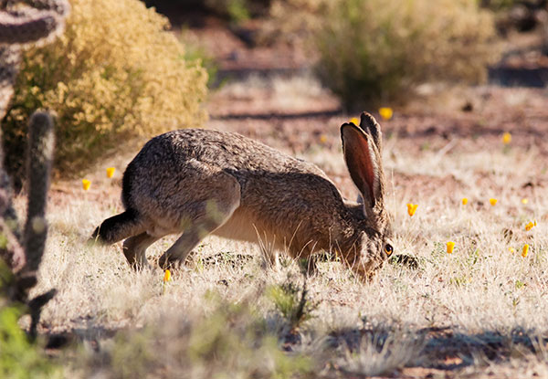 Black-tailed Jackrabbit Lepups californicus