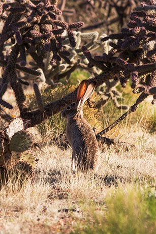 Black-tailed Jackrabbit Lepups californicus