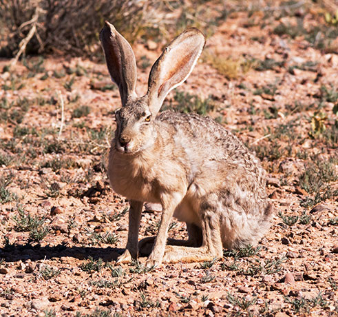 Black-tailed Jackrabbit Lepups californicus