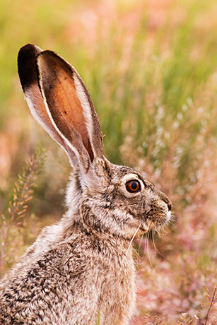 Black-tailed Jackrabbit Lepups californicus