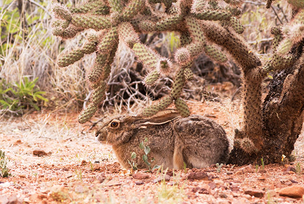 Black-tailed Jackrabbit Lepups californicus