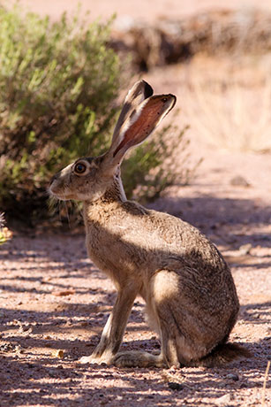 Black-tailed Jackrabbit Lepups californicus