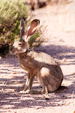 Black-tailed Jackrabbit Lepups californicus