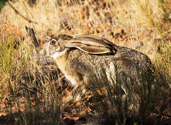 Black-tailed Jackrabbit Lepups californicus