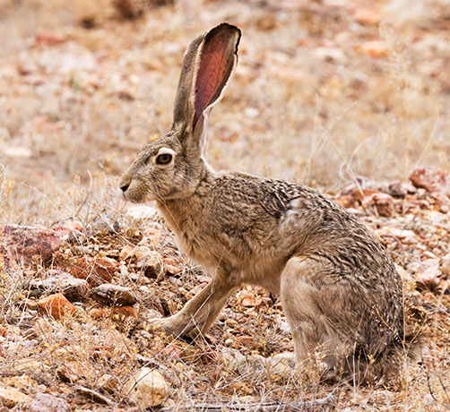 Black-tailed Jackrabbit Lepups californicus