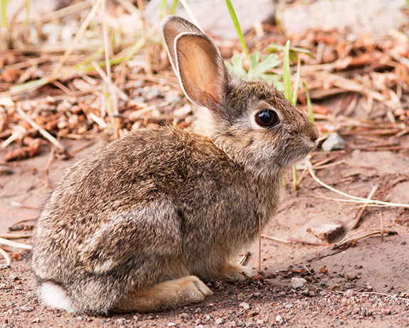 Cottontail Rabbit Sylvilagus sp. 