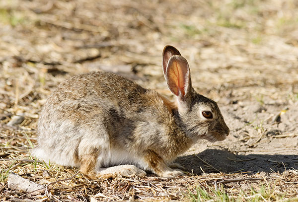 Cottontail Rabbit Sylvilagus sp. 