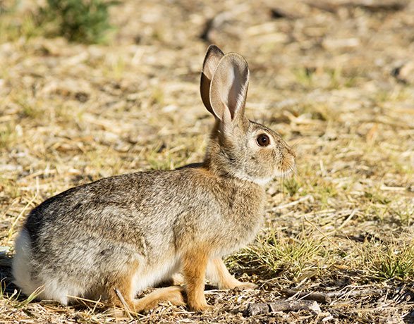 Cottontail Rabbit Sylvilagus sp. 