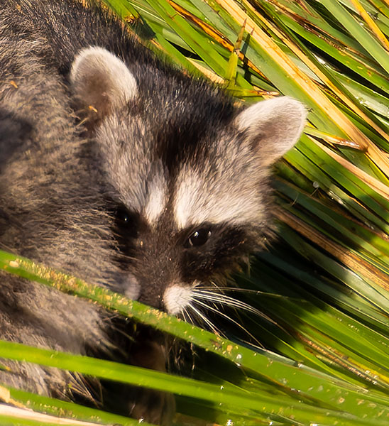 Northern Raccoons Procyon lotor 