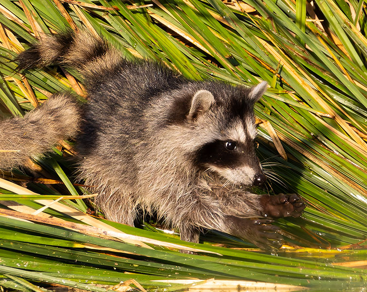 Northern Raccoons Procyon lotor 