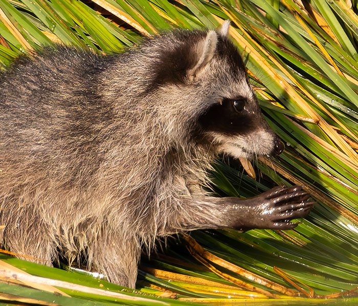 Northern Raccoons Procyon lotor 
