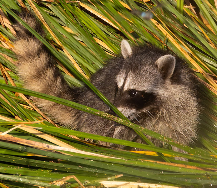 Northern Raccoons Procyon lotor 