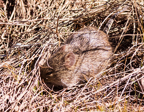 Yellow-nosed Cotton Rat Sigmodon ochrognathus 