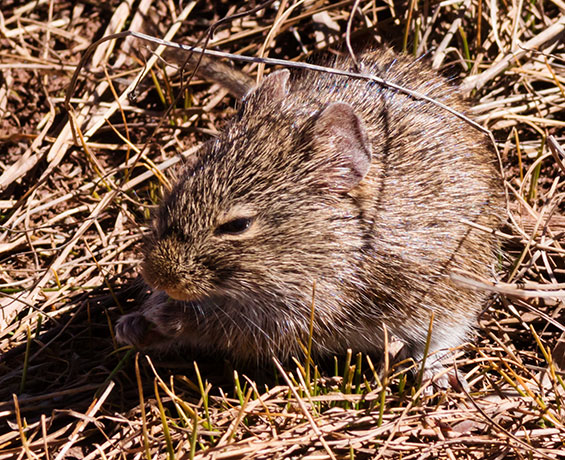 Yellow-nosed Cotton Rat Sigmodon ochrognathus 