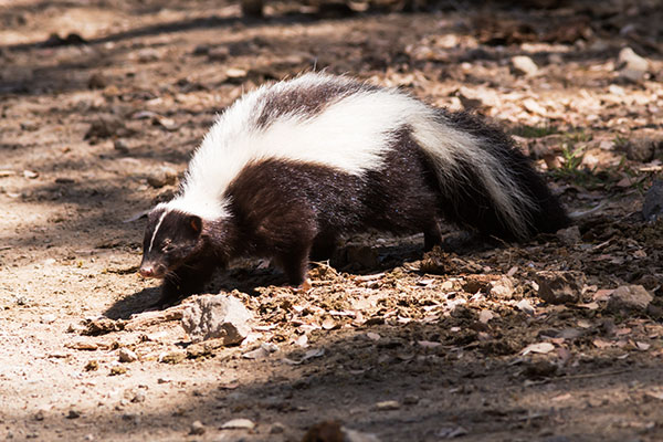 Striped Skunk Mephitis mephitis  