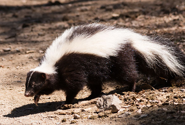 Striped Skunk Mephitis mephitis  