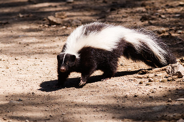 Striped Skunk Mephitis mephitis  