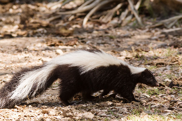 Striped Skunk Mephitis mephitis  