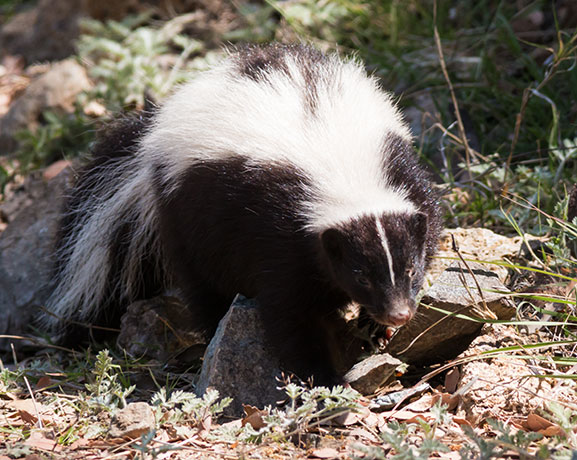 Striped Skunk Mephitis mephitis  