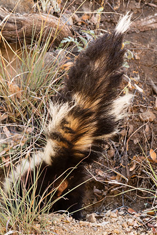 Striped Skunk Mephitis mephitis  