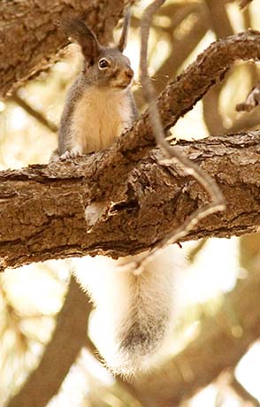 Abert Squirrel Sciurus aberti aberti