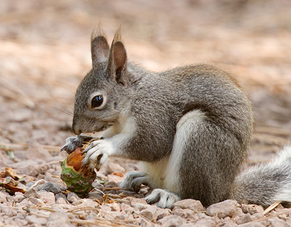 Abert Squirrel Sciurus aberti aberti