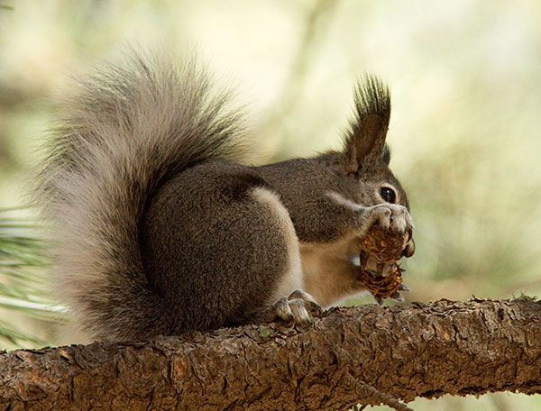 Abert Squirrel Sciurus aberti aberti