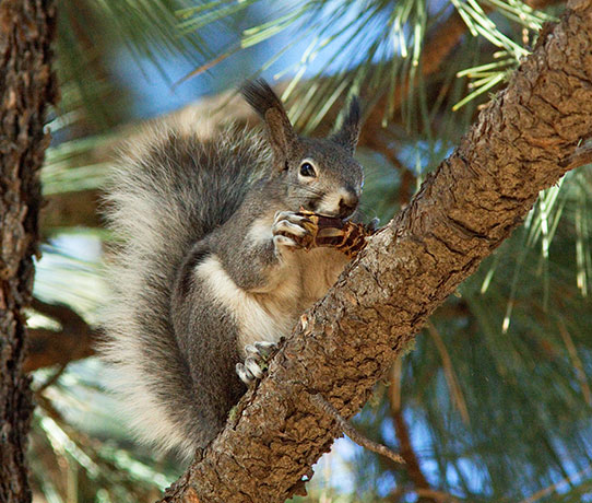 Abert Squirrel Sciurus aberti aberti