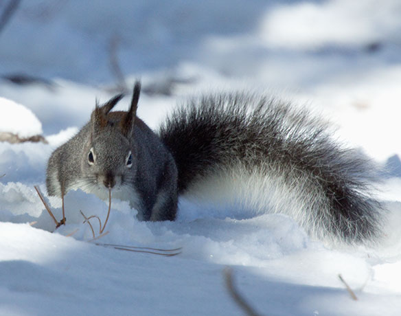 Abert Squirrel Sciurus aberti aberti