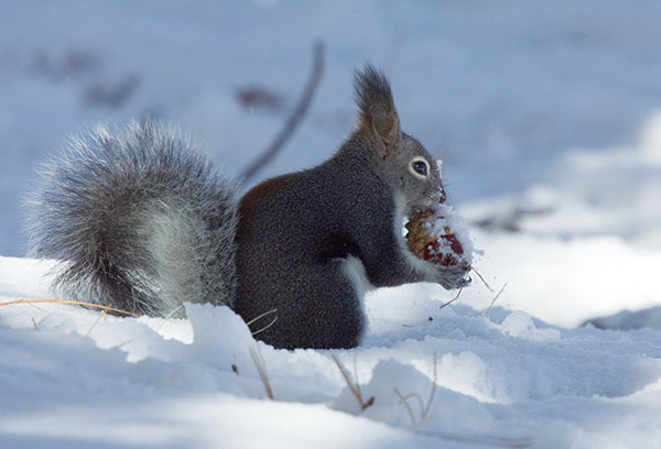 Abert Squirrel Sciurus aberti aberti
