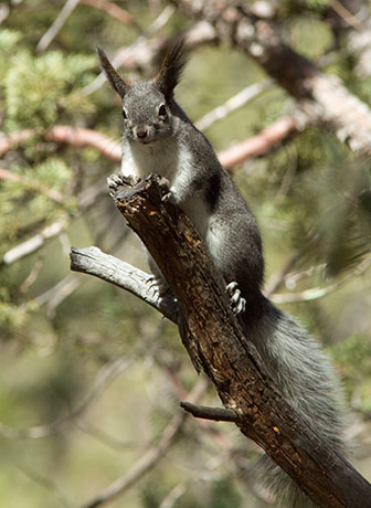 Abert Squirrel Sciurus aberti aberti