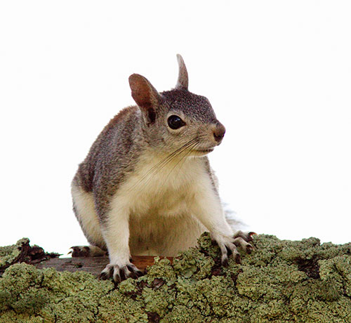 Abert Squirrel Sciurus aberti aberti