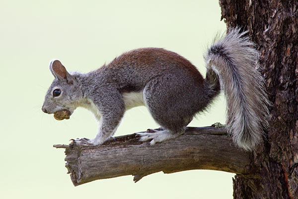 Abert Squirrel Sciurus aberti aberti
