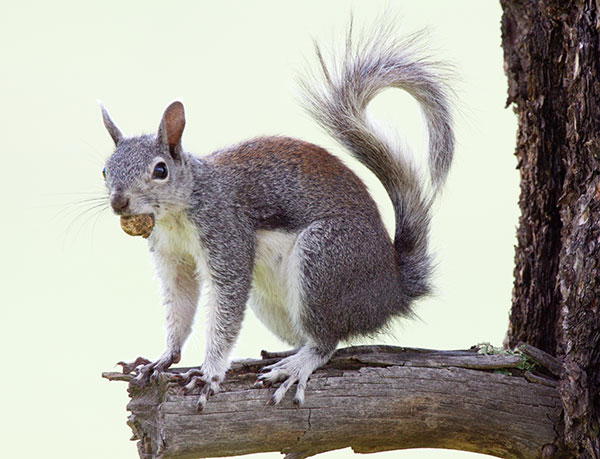 Abert Squirrel Sciurus aberti aberti