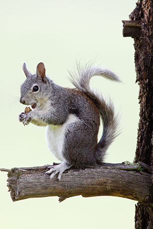 Abert Squirrel Sciurus aberti aberti