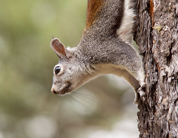 Abert Squirrel Sciurus aberti aberti