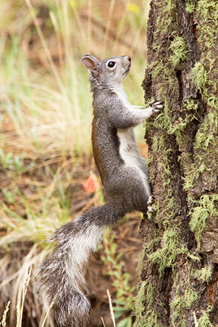 Abert Squirrel Sciurus aberti aberti