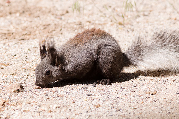 Abert Squirrel Sciurus aberti aberti