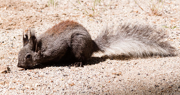 Abert Squirrel Sciurus aberti aberti
