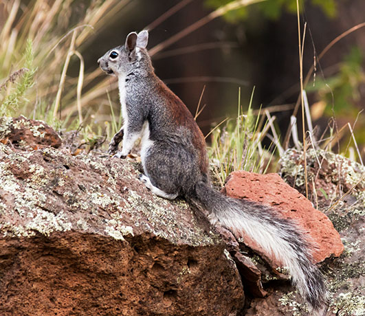 Abert Squirrel Sciurus aberti aberti