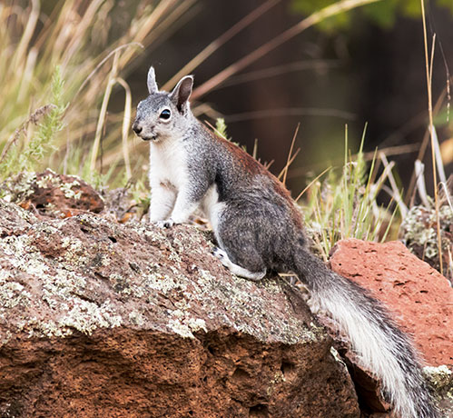 Abert Squirrel Sciurus aberti aberti