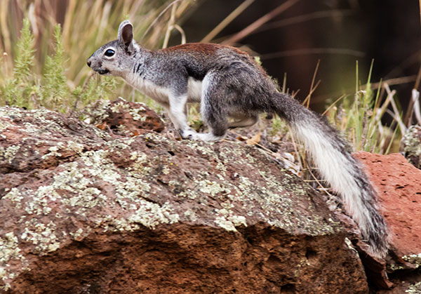 Abert Squirrel Sciurus aberti aberti