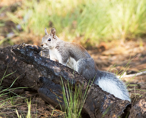 Abert Squirrel Sciurus aberti aberti