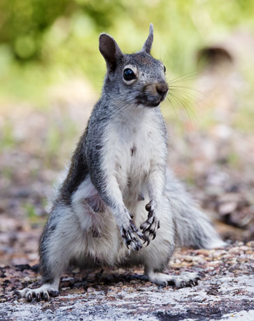 Abert Squirrel Sciurus aberti aberti