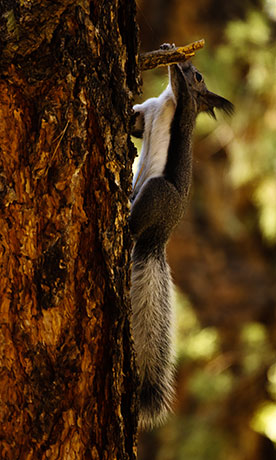 Abert Squirrel Sciurus aberti aberti