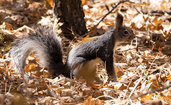 Abert Squirrel Sciurus aberti aberti