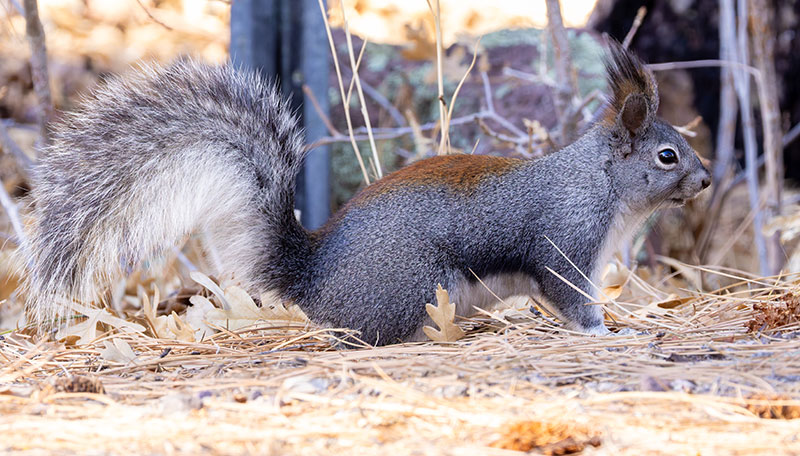 Abert Squirrel Sciurus aberti aberti