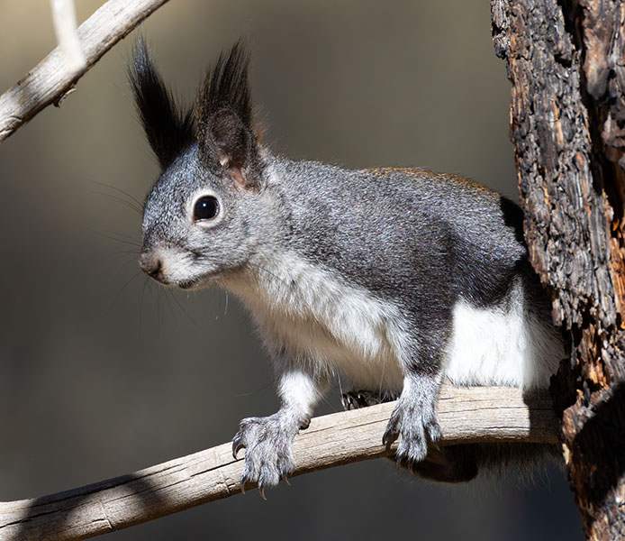 Abert Squirrel Sciurus aberti aberti