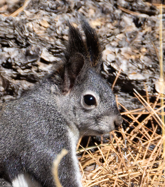 Abert Squirrel Sciurus aberti aberti